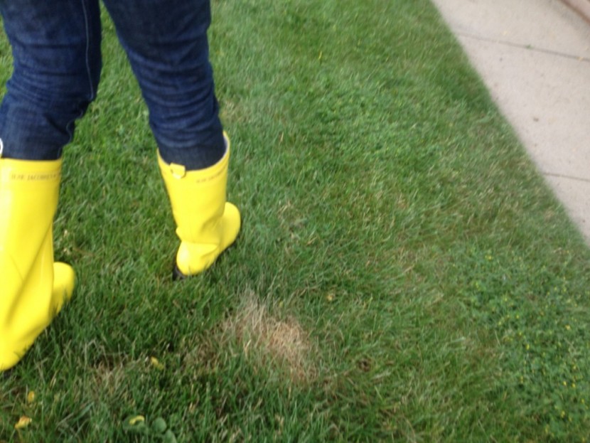 ilse jacobsen long, classic - like other tall boots, this piece creases along the shaft when you...