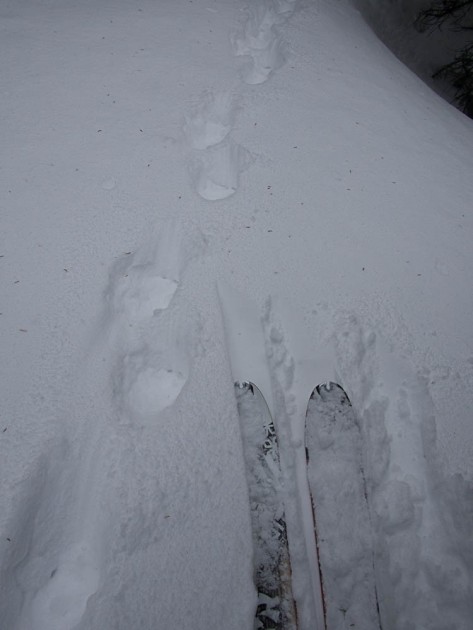 dynafit grand teton - the dynafit logo is a snow leopard. we aren't sure what these tracks...