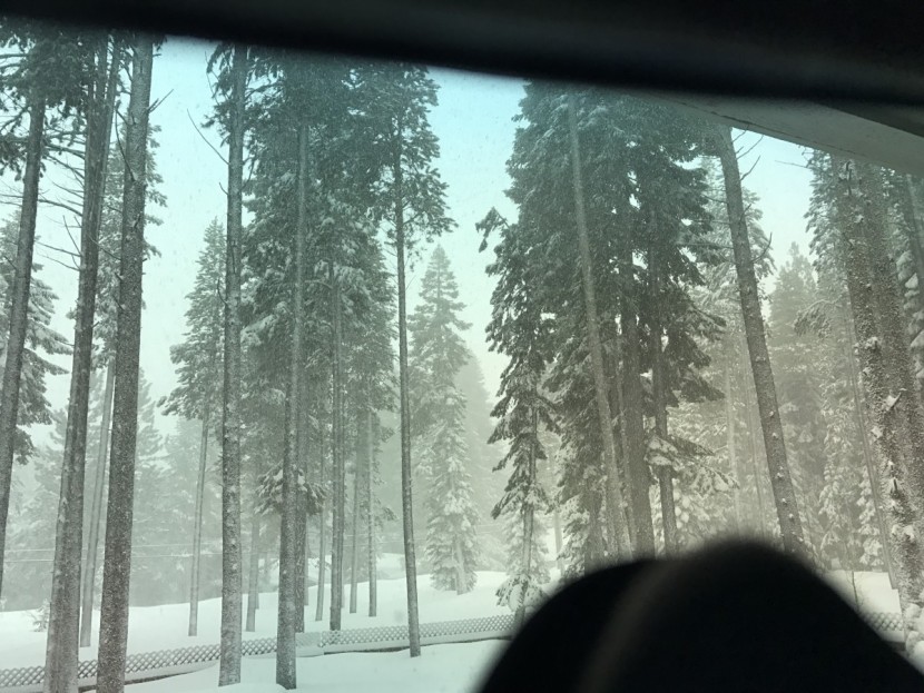 poc lobes - looking through lobes on a snowy day.