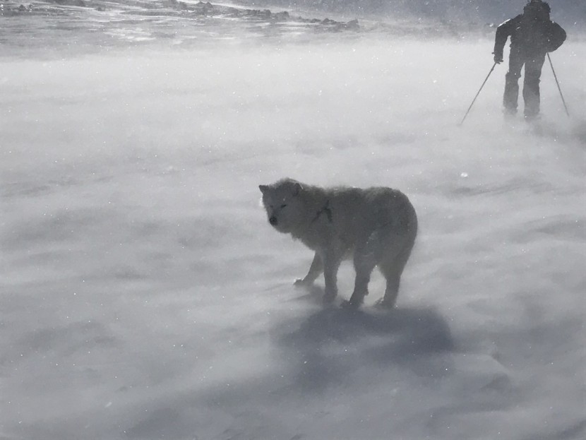 ski goggles - 80mph goggle testing on top of stevens peak, carson pass ca.