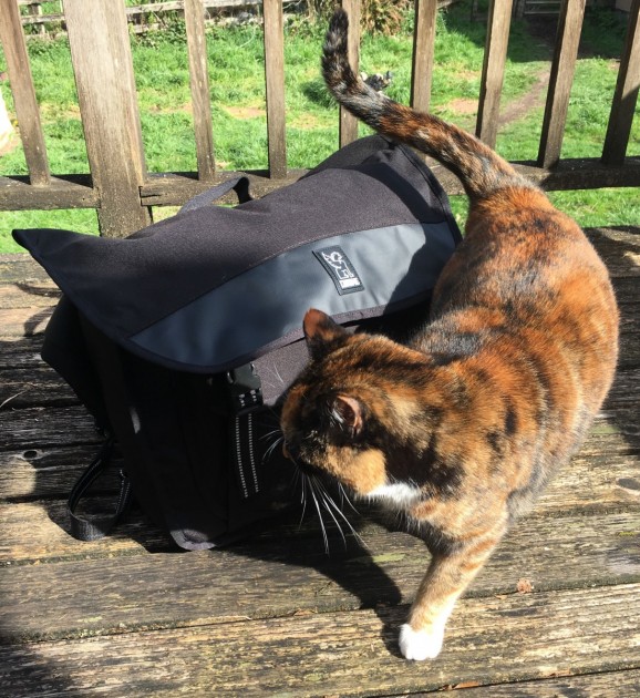 chrome buran ii - the neighbor's cat liked the buran messenger bag.