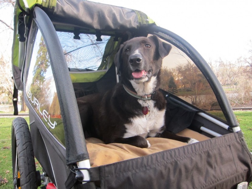 burley d'lite - the seats in this trailer lie flat, allowing it to accommodate...