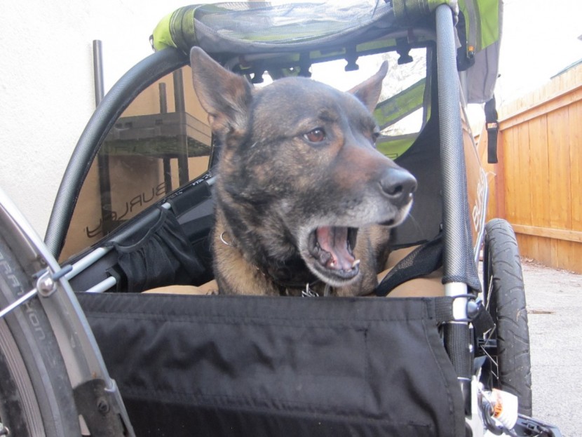 bike trailer - canine tester vossi helped us determine that the d'lite was the best...