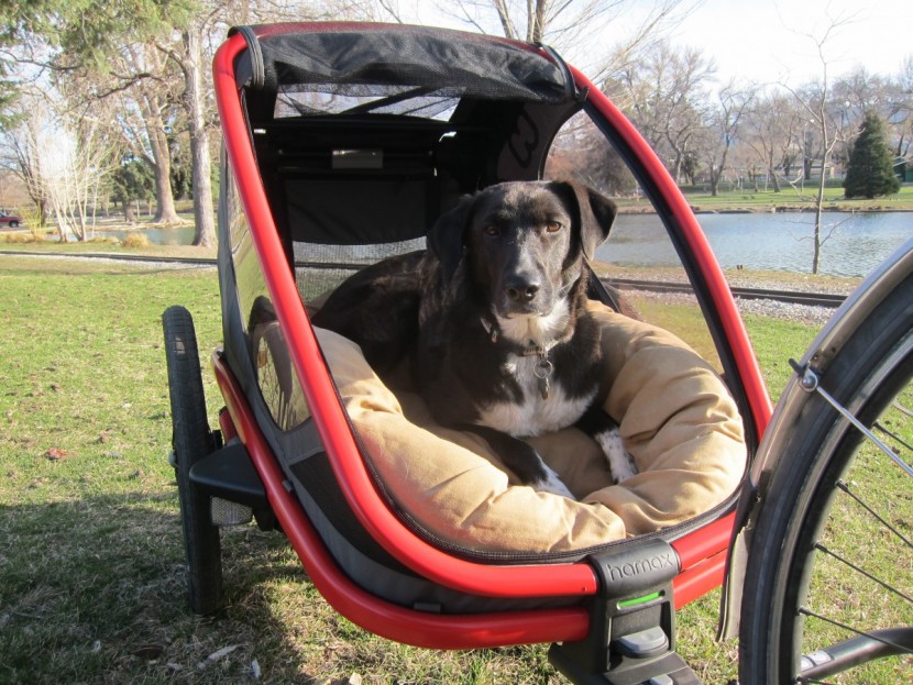 bike trailer - canine tester banner could stretch out in the hamax outback because...