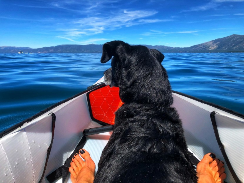 oru beach lt - not only did dogs not puncture any part of this kayak, but the...