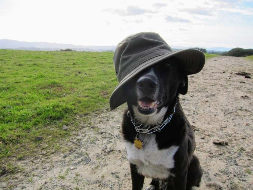 filson summer packer - even reluctant canine testers found this hat comfortable enough to...