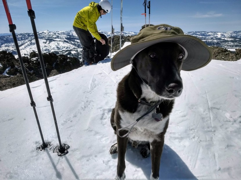 outdoor research helios - the helios is light and pliable enough that even our canine tester...