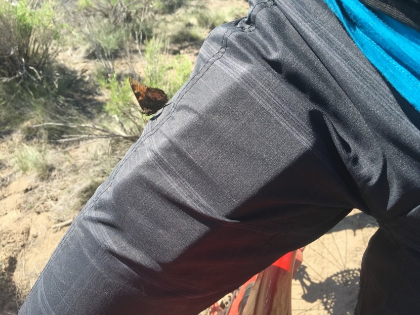 club ride apparel ventura - an iphone fits in the pocket but seriously impedes pedaling. we...
