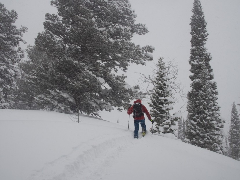 black crows camox freebird - deep trail breaking for deeper skiing. camox freebird's dimensions...
