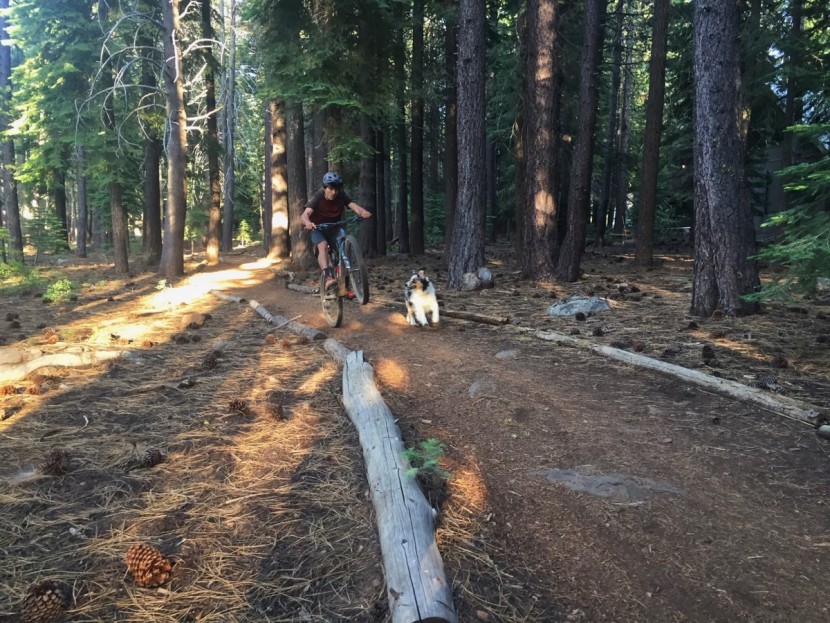 five ten kestrel pro boa - whether you're doing dog rides in the backyard or attacking the...