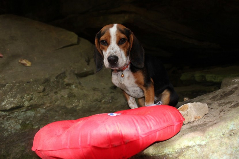 big agnes axl air pillow - to the average backpacker (or cute pup), who is not consumed with...