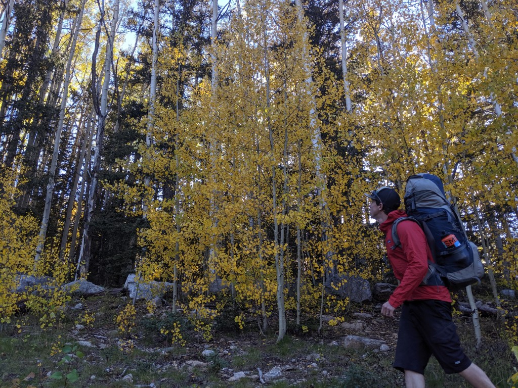 patagonia houdini air - the trees are pretty, but don't forget to watch where you're going!...