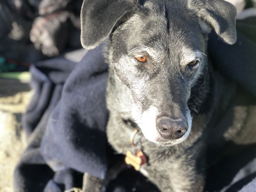 camping blanket - though heavy and bulky, wool blankets stay much warmer when wet -...