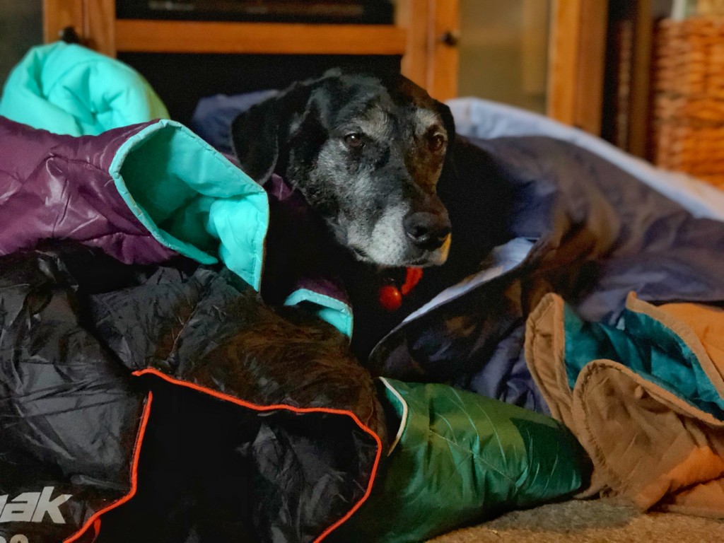 camping blanket - getting official canine opinions on camping blankets.