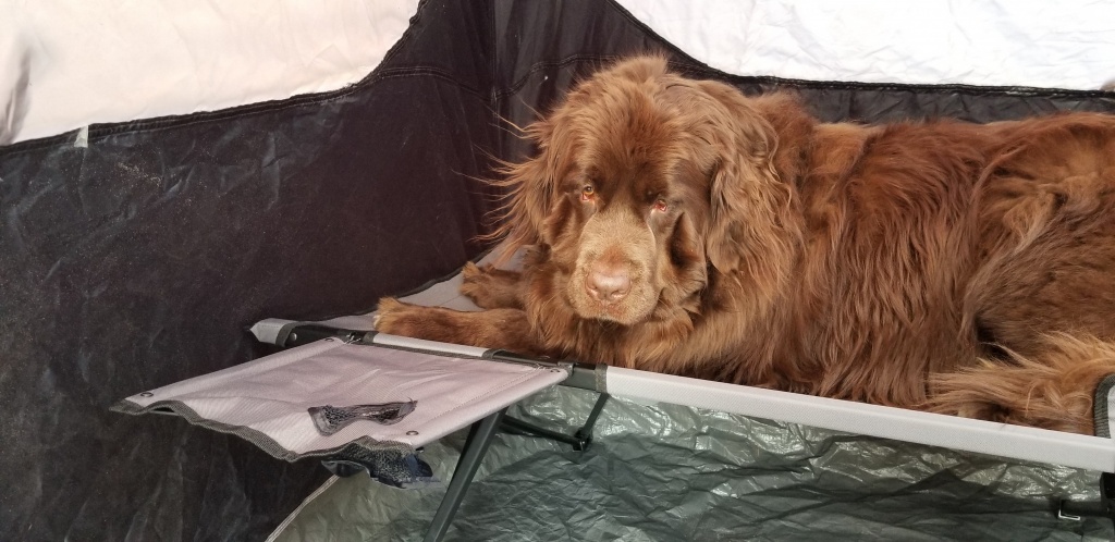 coleman pack-away cot - this cot held up well to even our largest camping companions.