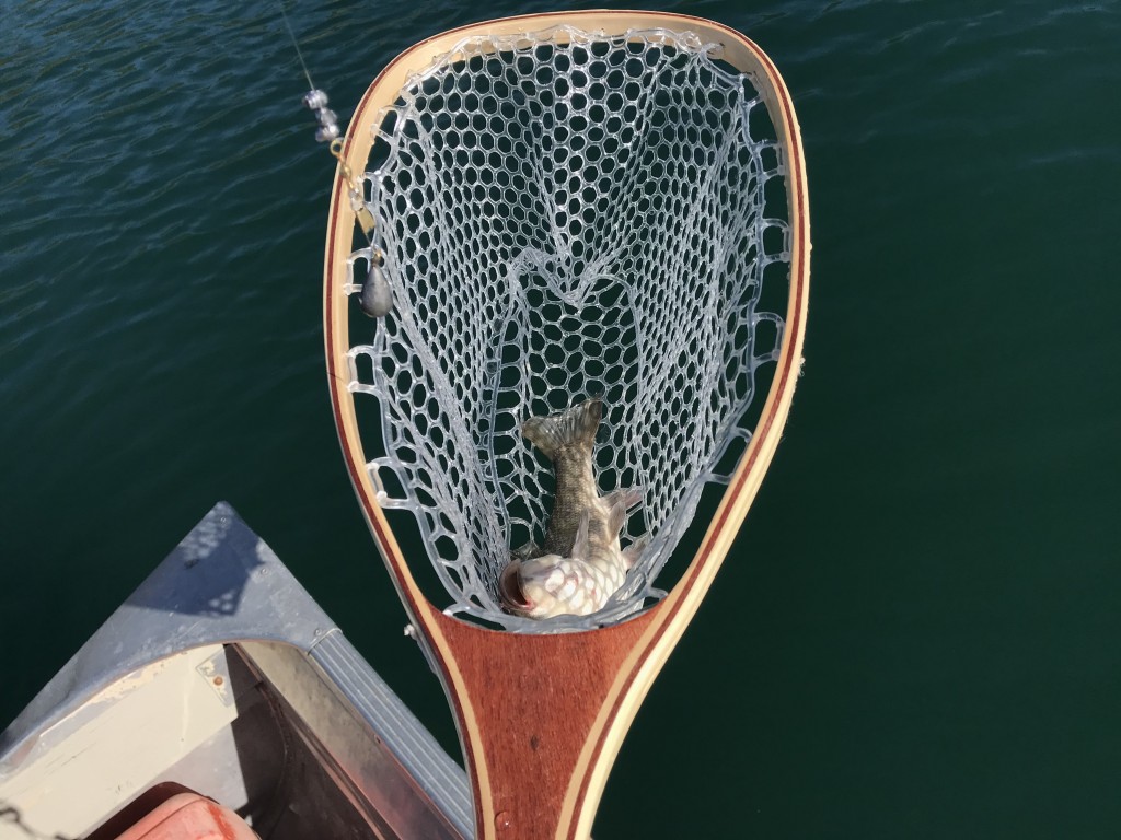 water gear - sf fly fishing net looking down at fish in net