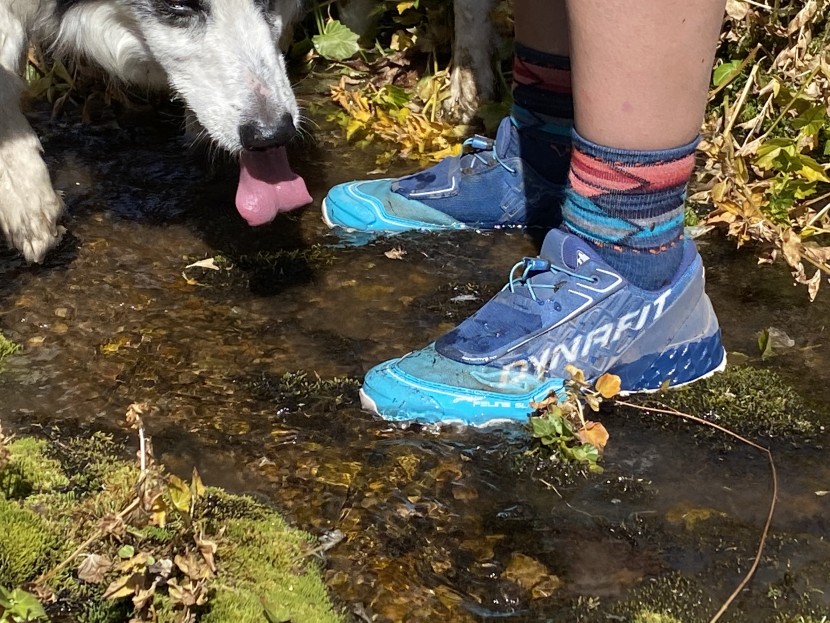 dynafit feline sl for women - the dynafit feline sl for women is a protective and high performing...