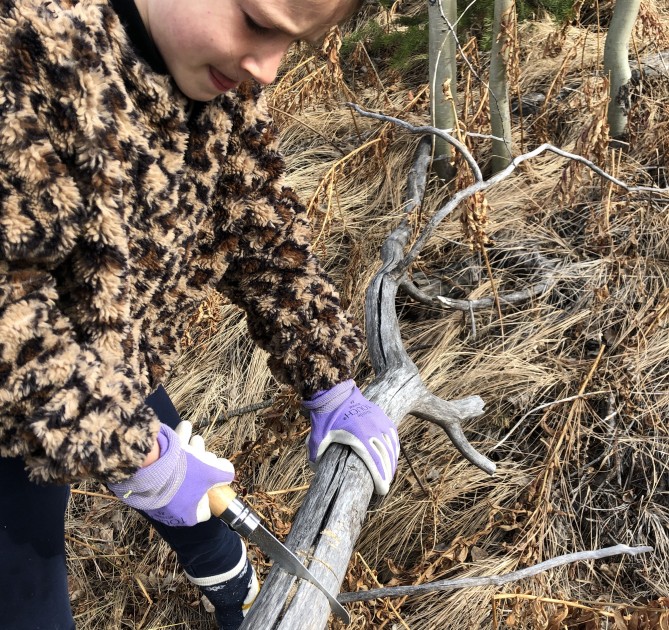 folding saw - stella, 8 years old, using the opinel folding saw.