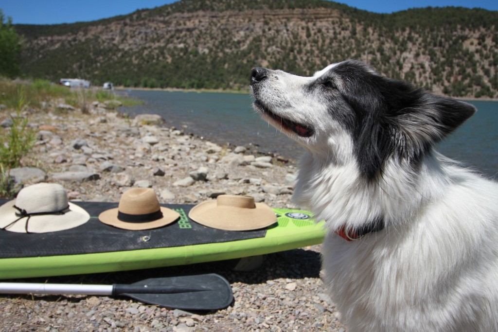 hat womens - mr. jack the dog doesn't need a hat, but you do...especially when...