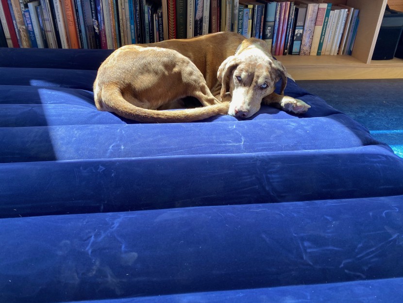 intex classic downy - the dog tester approved the intex for naps in the sun.