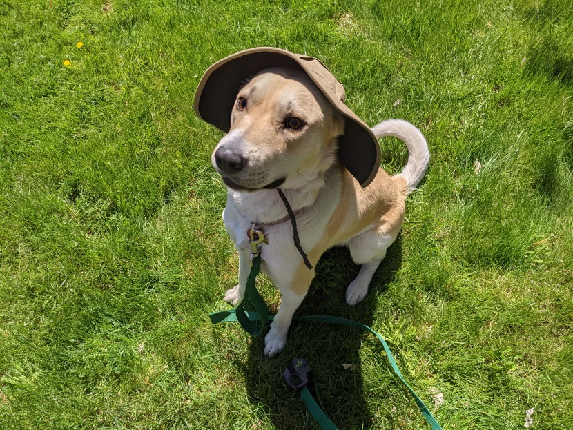 patagonia baggies brimmer - we think everyone will love the brimmer.