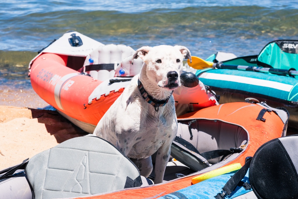 inflatable kayak - testing kayaks with our friends - both human and canine.
