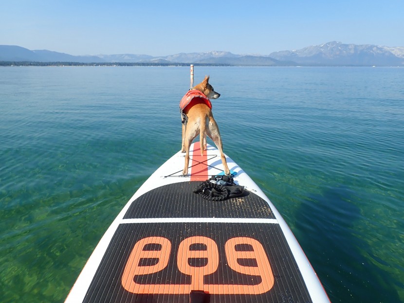 funwater 11 - bring your pets while paddling on a longer, more stable board like...