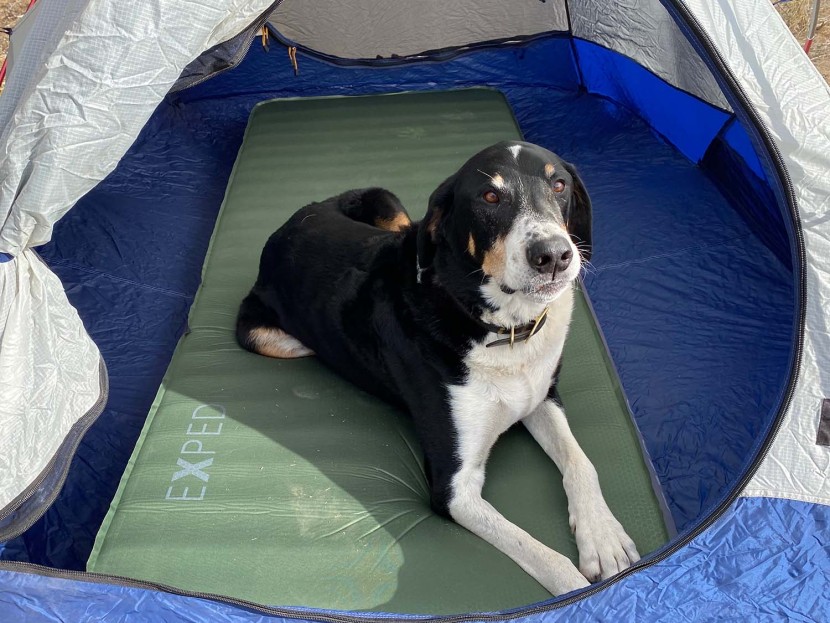 camping mattress - the tester dog loves the megamat 10, too.