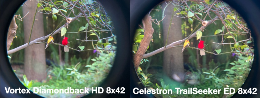 celestron trailseeker ed 8x42 - these binoculars produce good images, but they lack a bit of clarity...