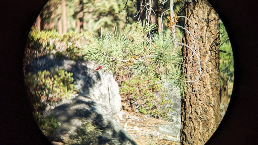 celestron nature dx 8x42 - close focus testing with our model birds.