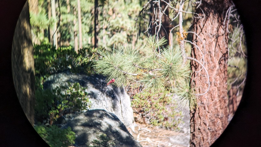 nocs provisions 8x25 waterproof - one of the worst close focus ranges we've ever measured.