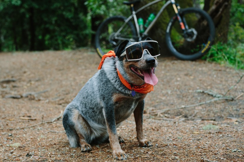 smith pursuit - all of our testers loved the massive coverage the smith pursuit...