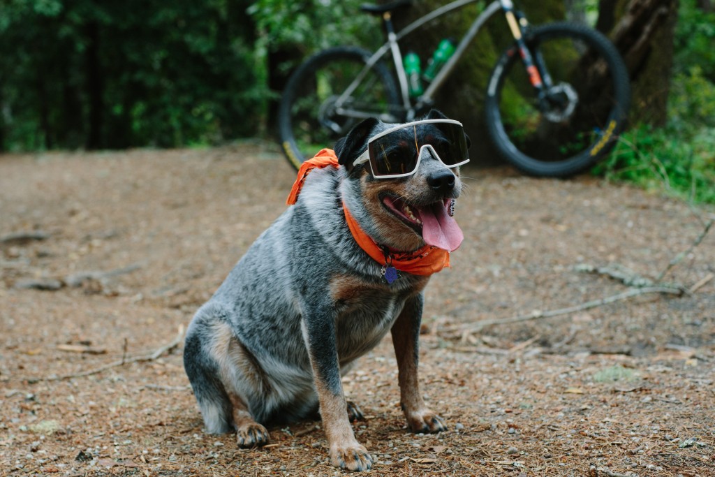 cycling sunglasses - finding the best pair of cycling sunglasses doesn't have to be a...