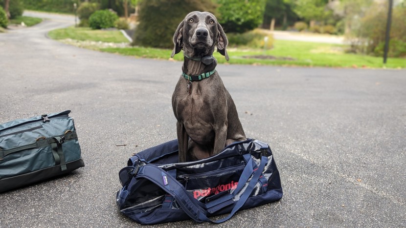 travel bag - human tested, dog approved. the black hole has uses we didn't even...