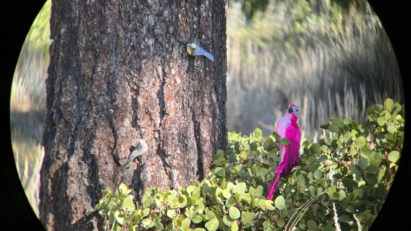 nikon monarch m7 10x42 - the nikon monarch m7 can spot birds of all colors and sizes.