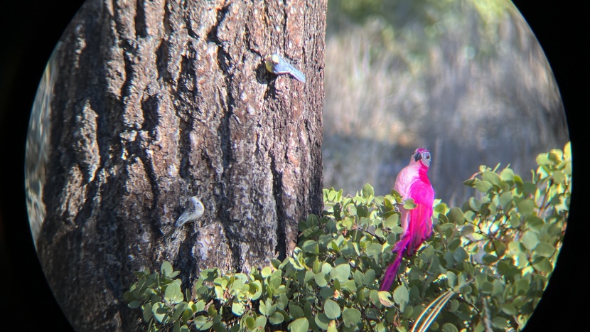 our clarity tests with the vortex crossfire hd 10x50.