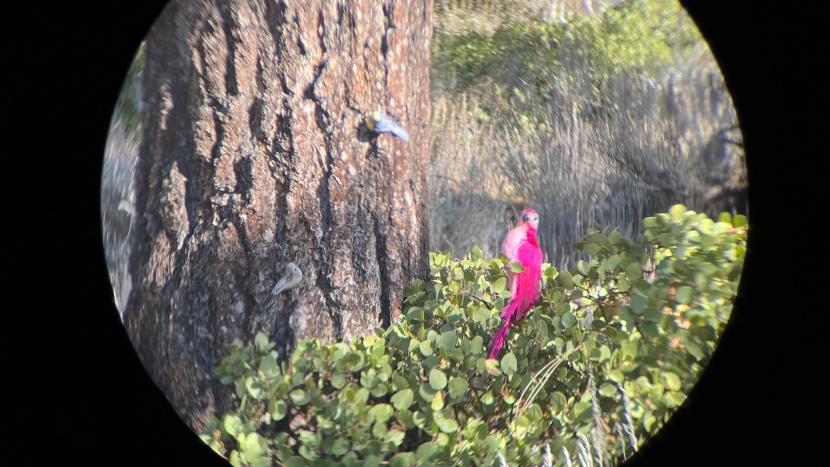 nikon aculon a211 8x42 - more focus, brightness, and clarity testing. as you can see, objects...