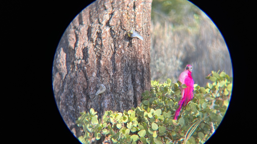 the adorrgon exhibited poor clarity in our tests.