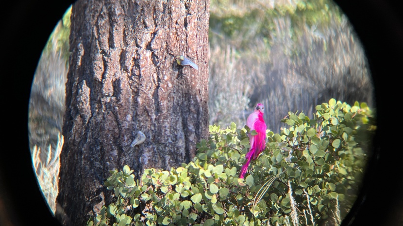 vortex diamondback hd 8x42 - most images were crisp, but as you can see, there was a bit of color...