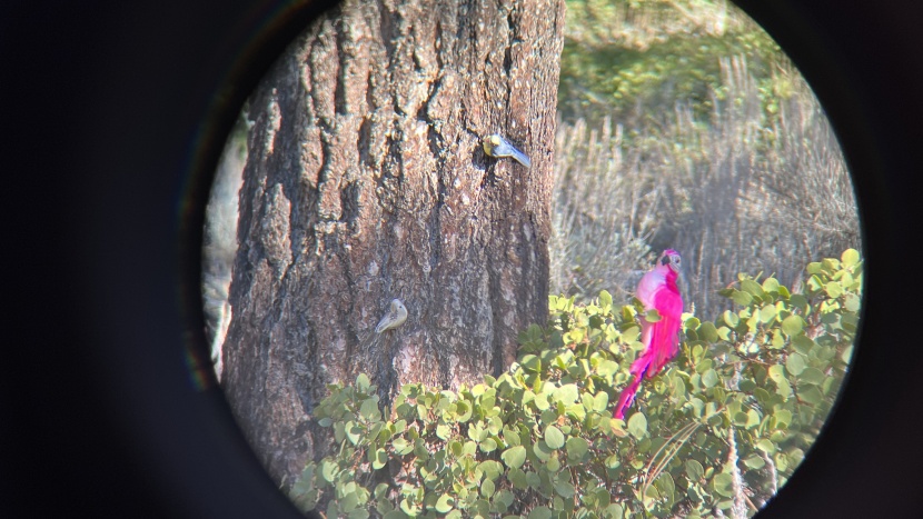 vortex diamondback hd 8x28 - identifying features at different distances.