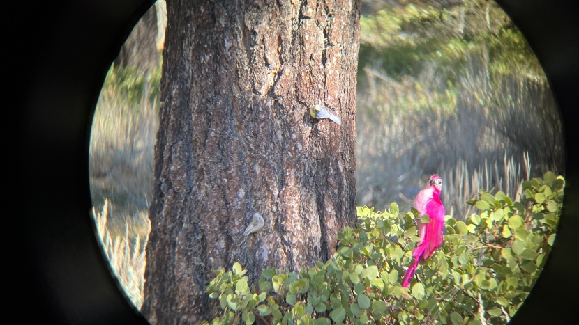 celestron nature dx 8x42 - birds used in our observation tests.