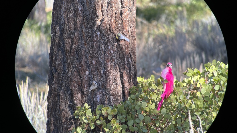 swarovski el 8.5x42 - more optics testing with the incredible swarovski el 8.5x42.