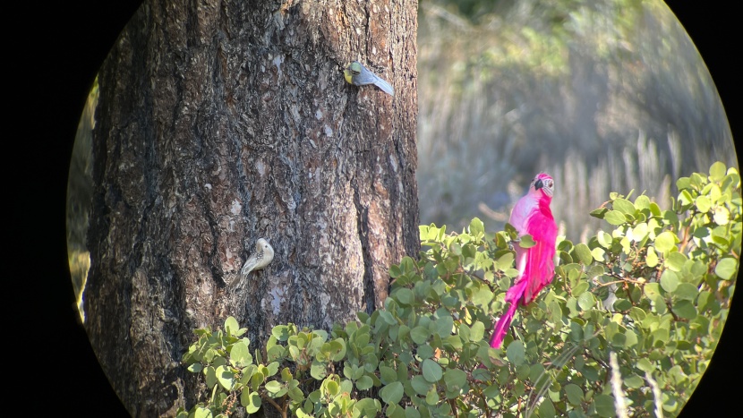 leica noctivid 10x42 - more optical testing.