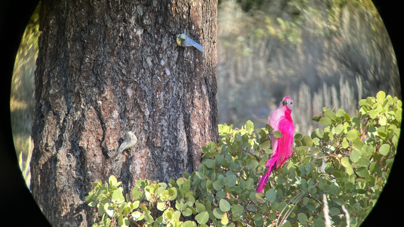 clarity tests involve using model birds and observing details on...