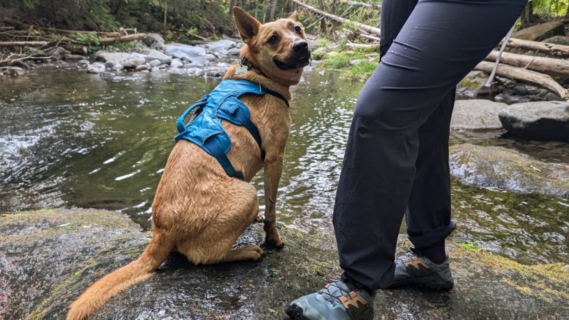 hiking pants women - the arc'teryx gamma pants work well in all four-seasons from...