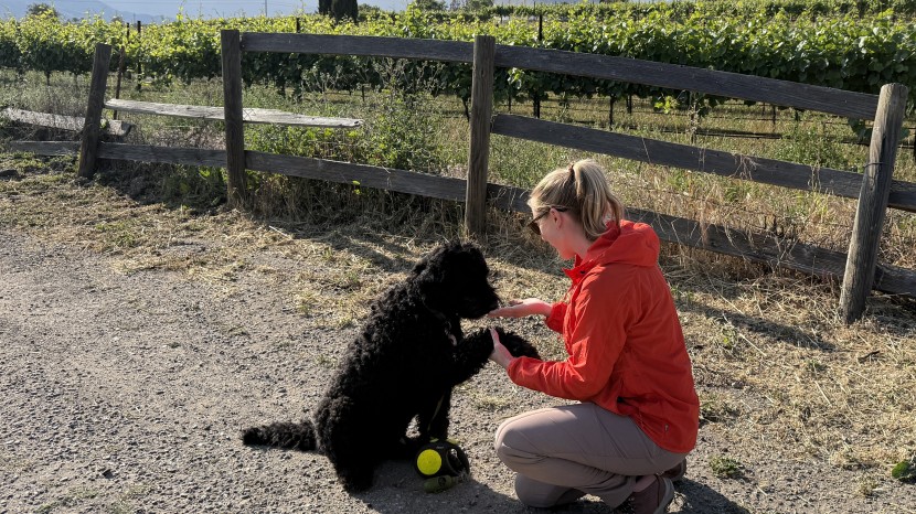 wind breaker jacket womens - with ample pocket space for dog-walking essentials, the fjallraven...
