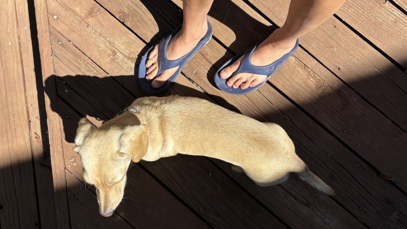 oofos ooriginal for women - every time we put our feet in these flip flops, we experienced...