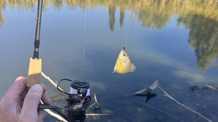 ultralight rods like the shakespeare micro let you catch beautiful...