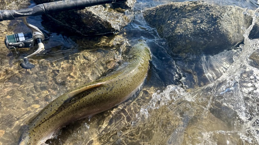 just an idaho sea-run coho salmon next to a daiwa strikeforce reel...