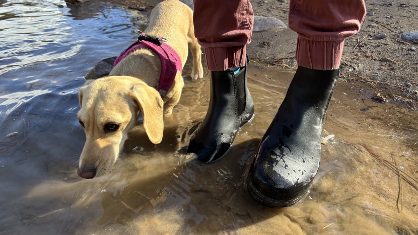 blundstone thermal chelsea for women - with a hefty price tag, the blundstone thermal chelsea is far more...